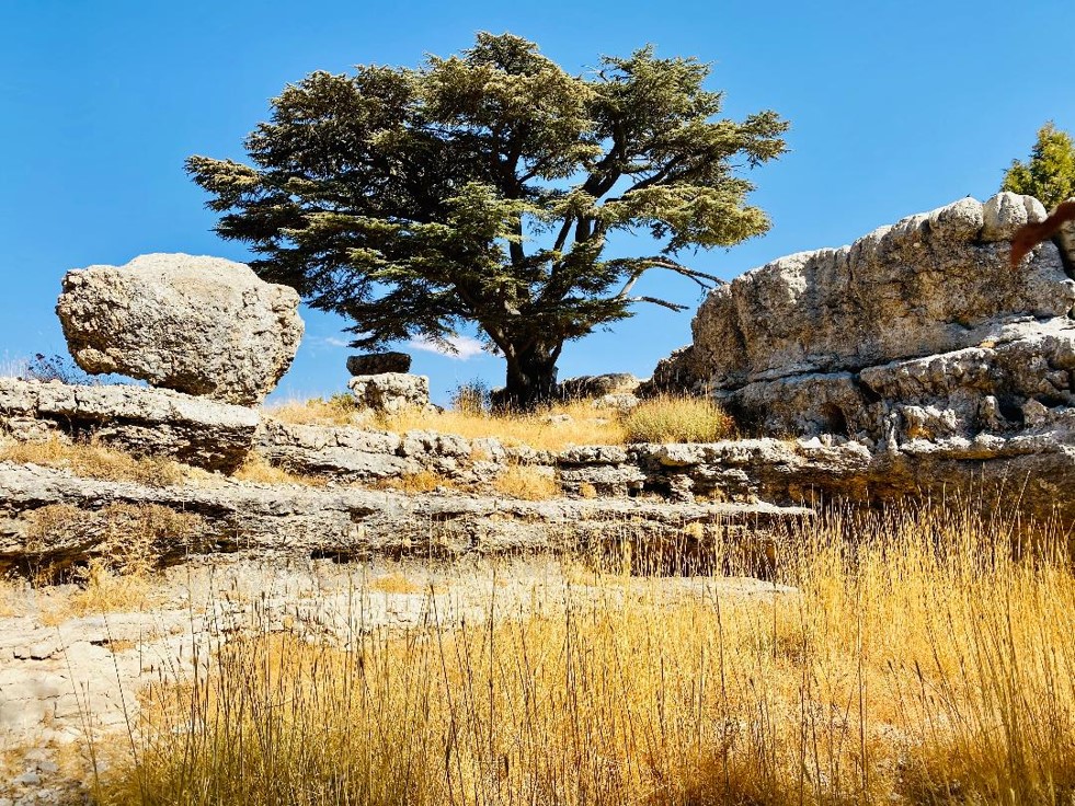 Tannourine Cedars Forest
