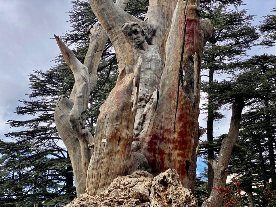 Cedars of God III