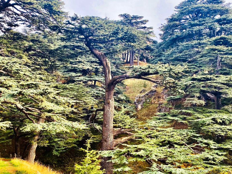 Cedars of God II