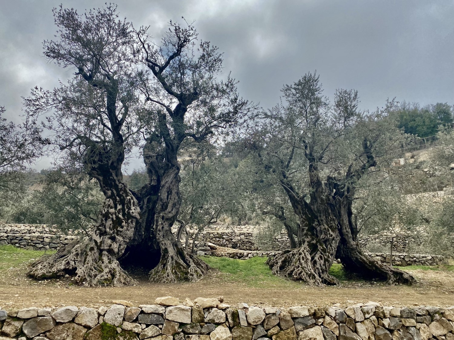 Bchaaleh Olive Trees