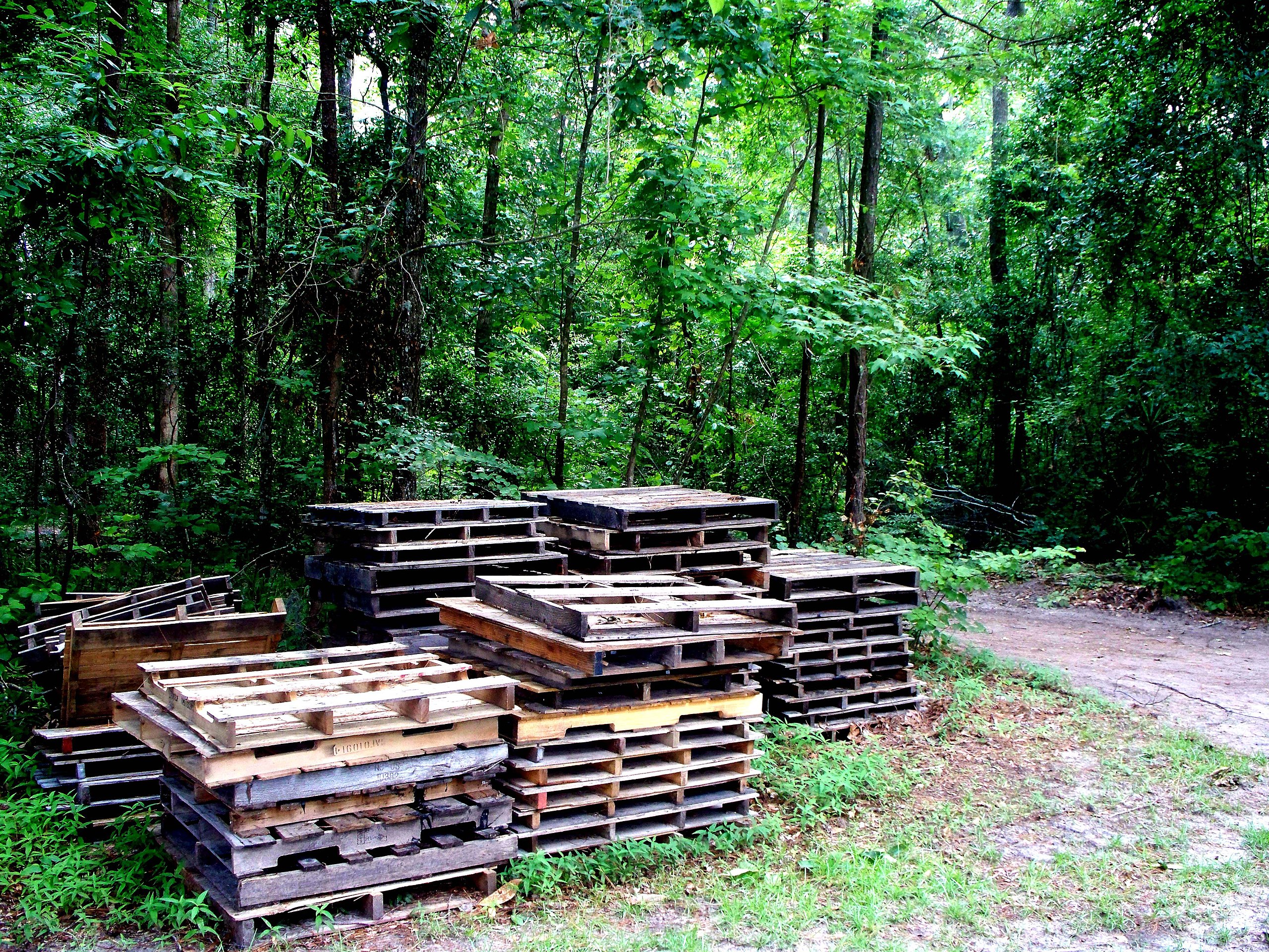 Pallets in Forest